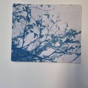Cyanotype photographique
