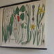 Botanical board numero XLVIII