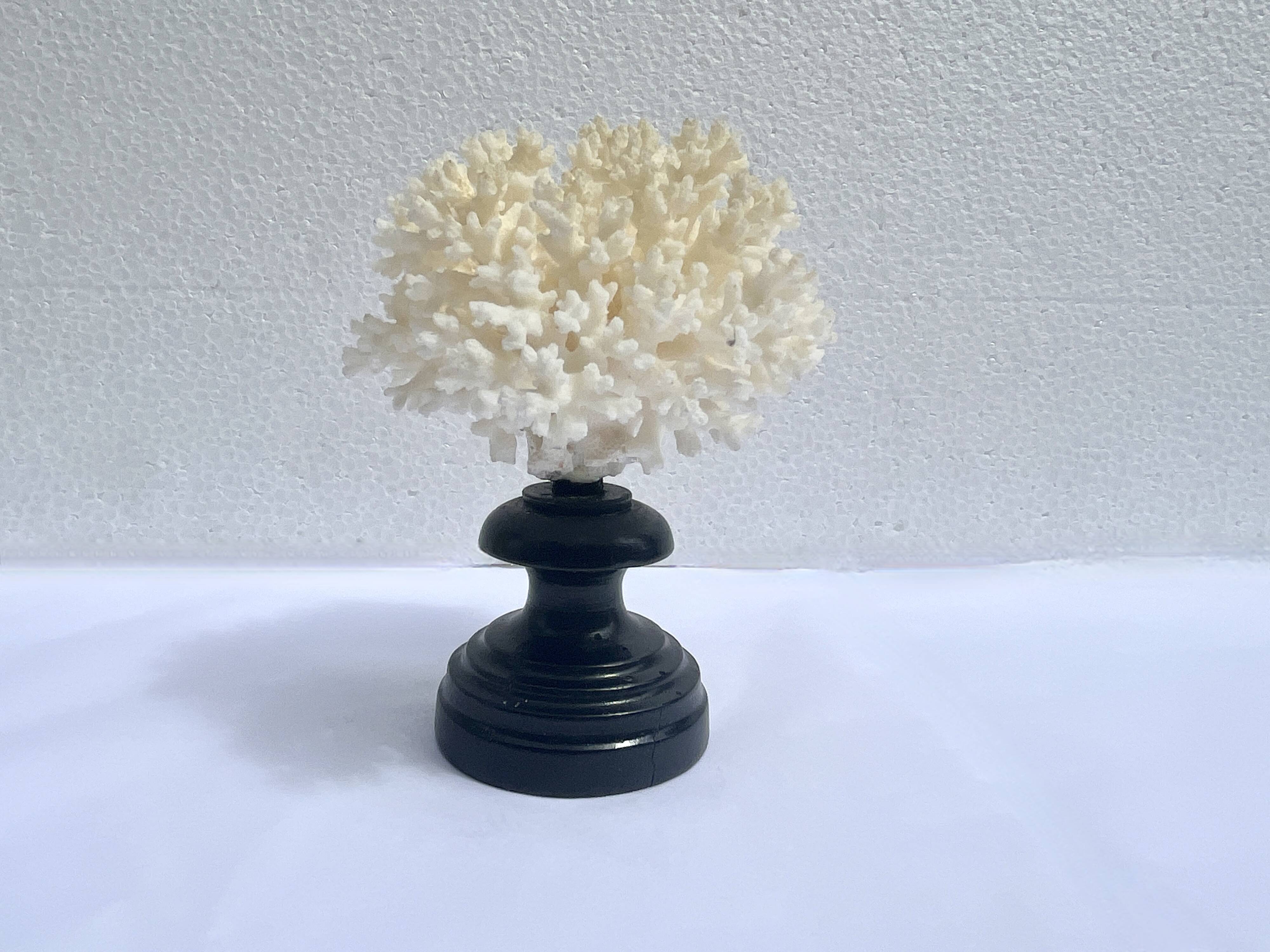 Corail blanc naturel sur socle en bois tourné napoléon iii xixe cabinet de curiosités