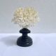 Corail blanc naturel sur socle en bois tourné napoléon iii xixe cabinet de curiosités