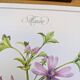 Printed in 1986, the Mauve. Vintage Botany.