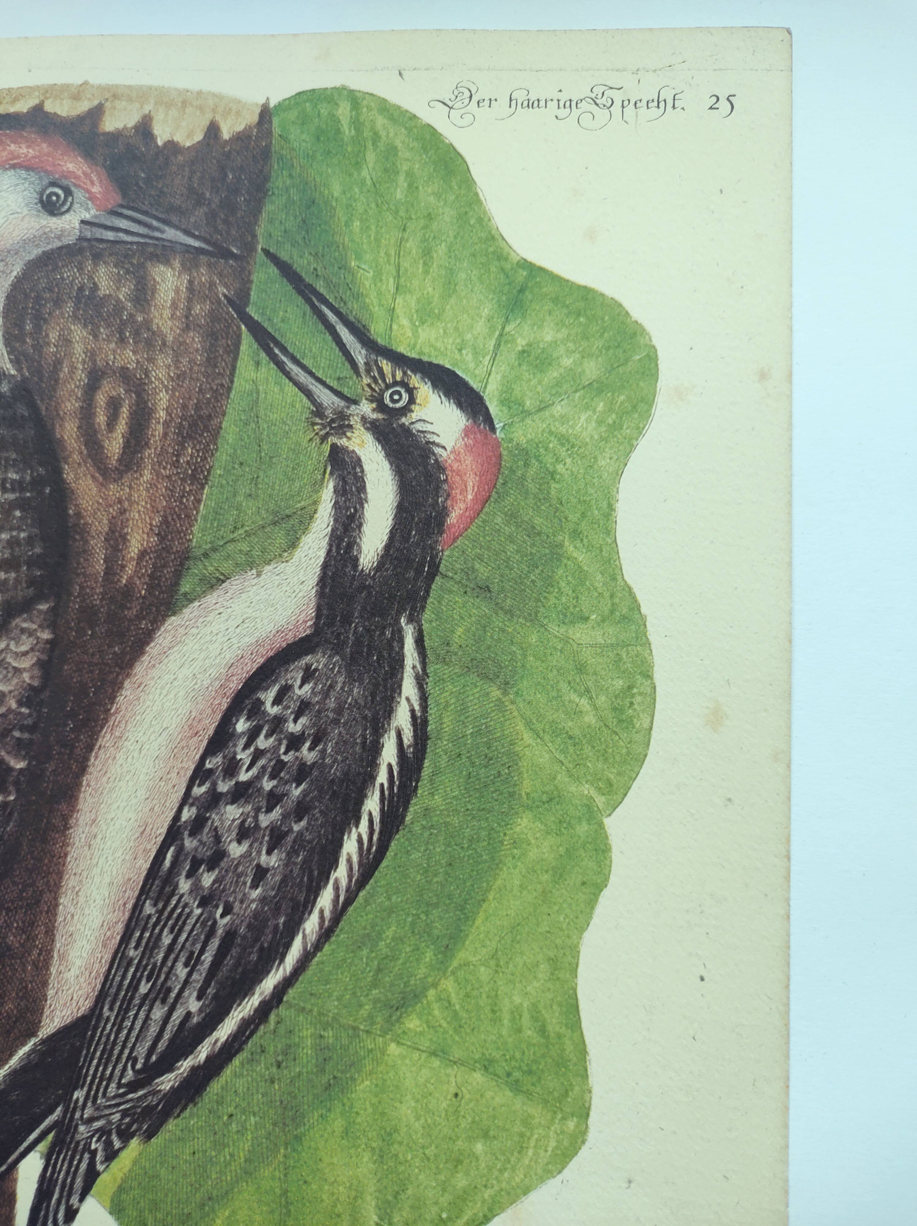 Old bird board - Woodpecker & Woodpecker - Ornithological and zoological engraving by Seligmann & Catesby