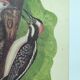 Old bird board - Woodpecker & Woodpecker - Ornithological and zoological engraving by Seligmann & Catesby