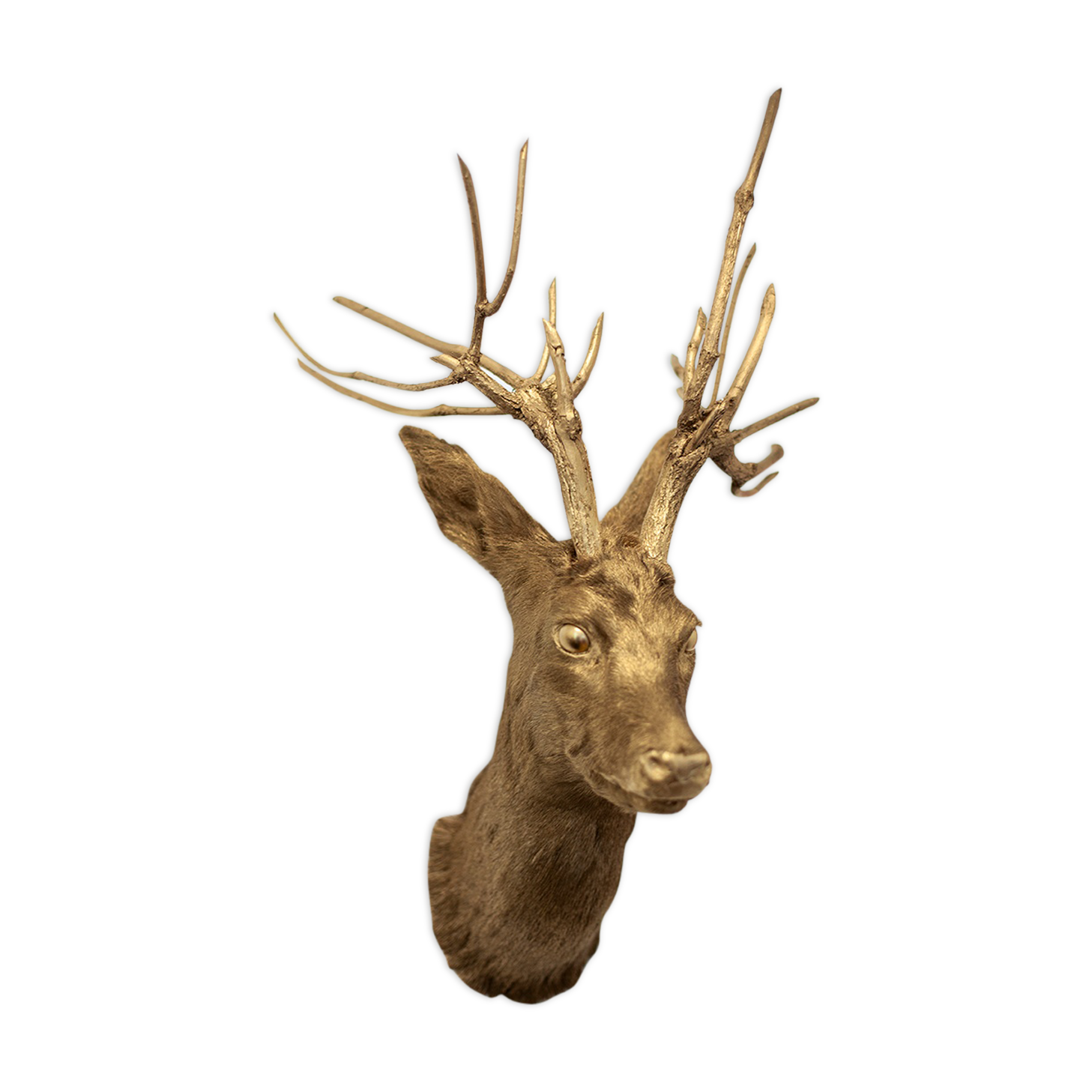 Trophy bust head chevreuil deer taxidermy gold gold