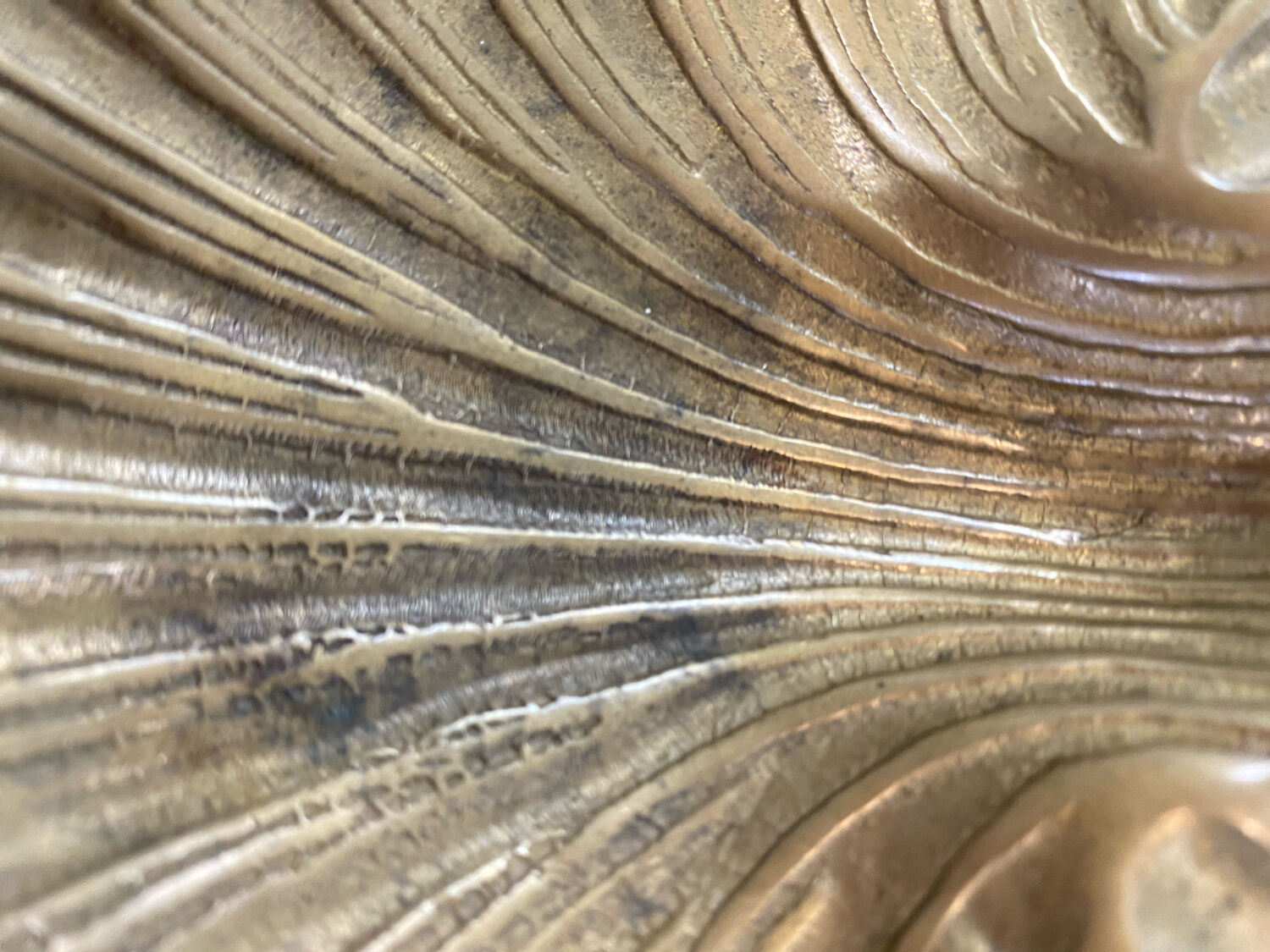 Empty pocket scallop shell