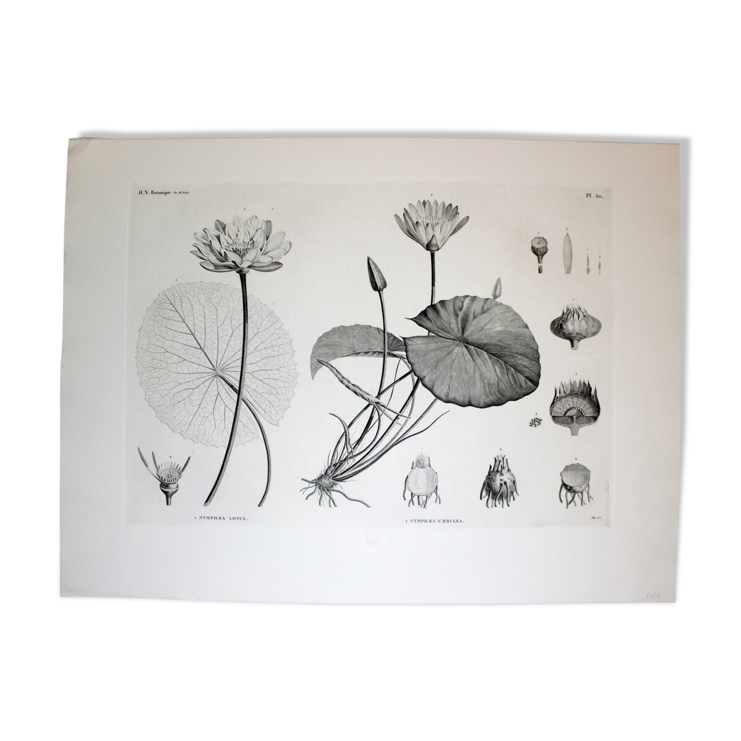 Gravure fleur - planche original de la "chalcographie du louvre" 1800 - lotus nymphæa