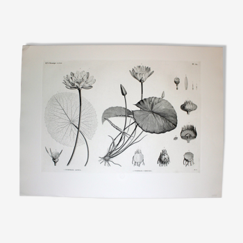 Gravure fleur - planche original de la "chalcographie du louvre" 1800 - lotus nymphæa