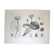 Gravure fleur - planche original de la "chalcographie du louvre" 1800 - lotus nymphæa