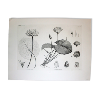 Flower engraving - original plate from the "chalcography of the Louvre" 1800 - lotus nymphæa