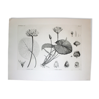 Gravure fleur - planche original de la "chalcographie du louvre" 1800 - lotus nymphæa