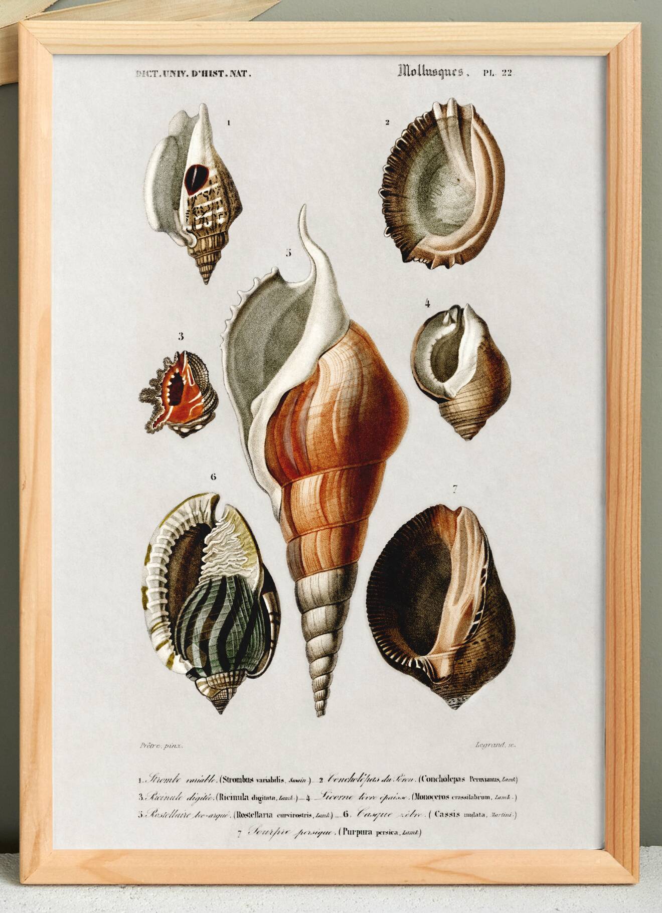 Poster on sea shells, based on an old engraving from 1849.