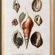 Poster on sea shells, based on an old engraving from 1849.