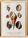 Poster on sea shells, based on an old engraving from 1849.