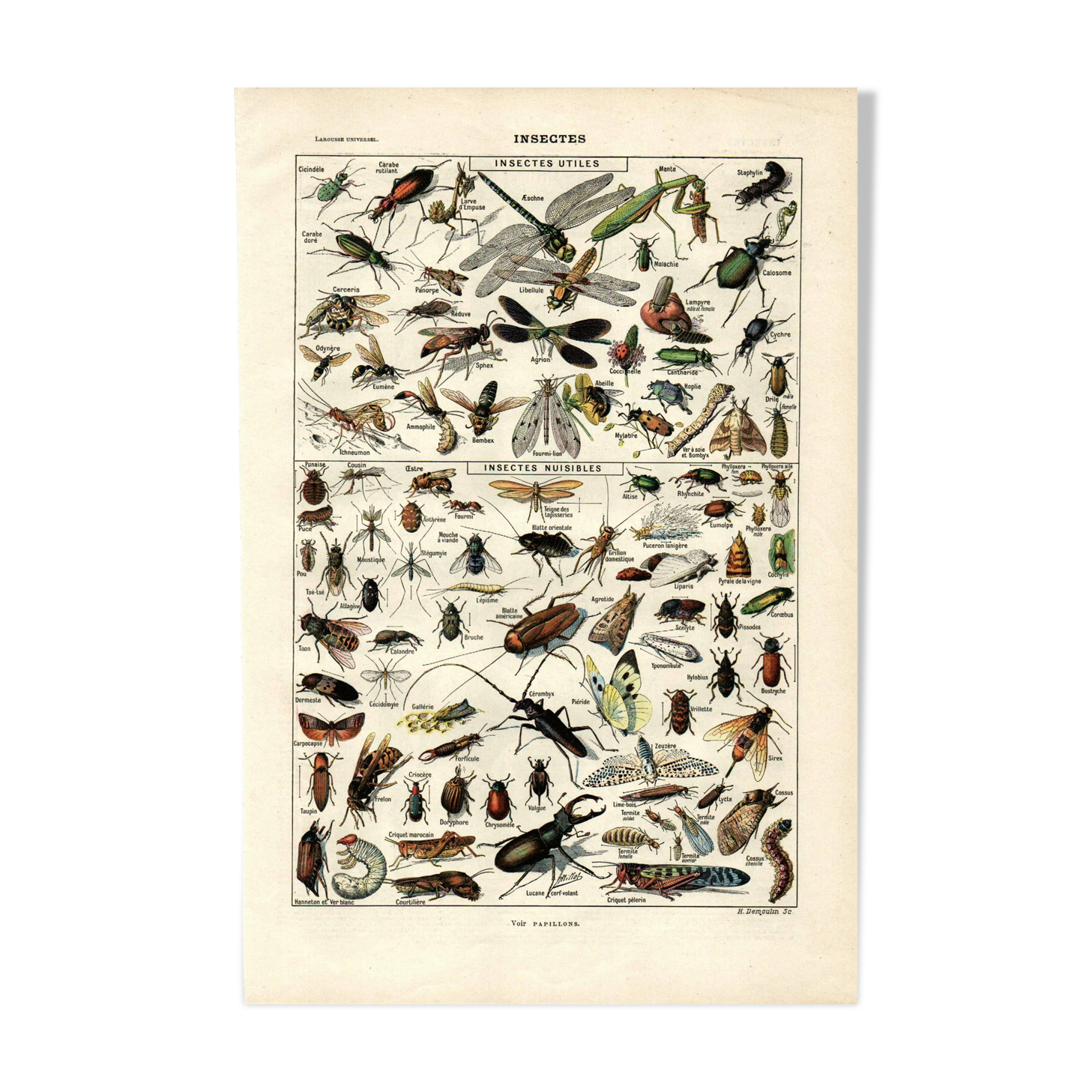 Old zoological plate from 1923 - Insects by A. Millot - Engraving