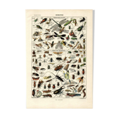 Old zoological plate from 1923 - Insects by A. Millot - Engraving