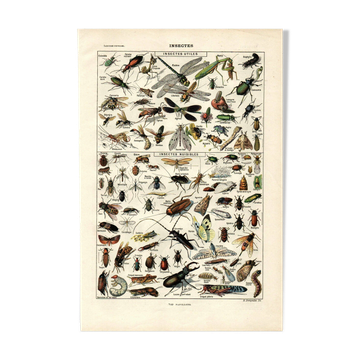 Planche Zoologique ancienne de 1923 - Insectes par A. Millot - Gravure
