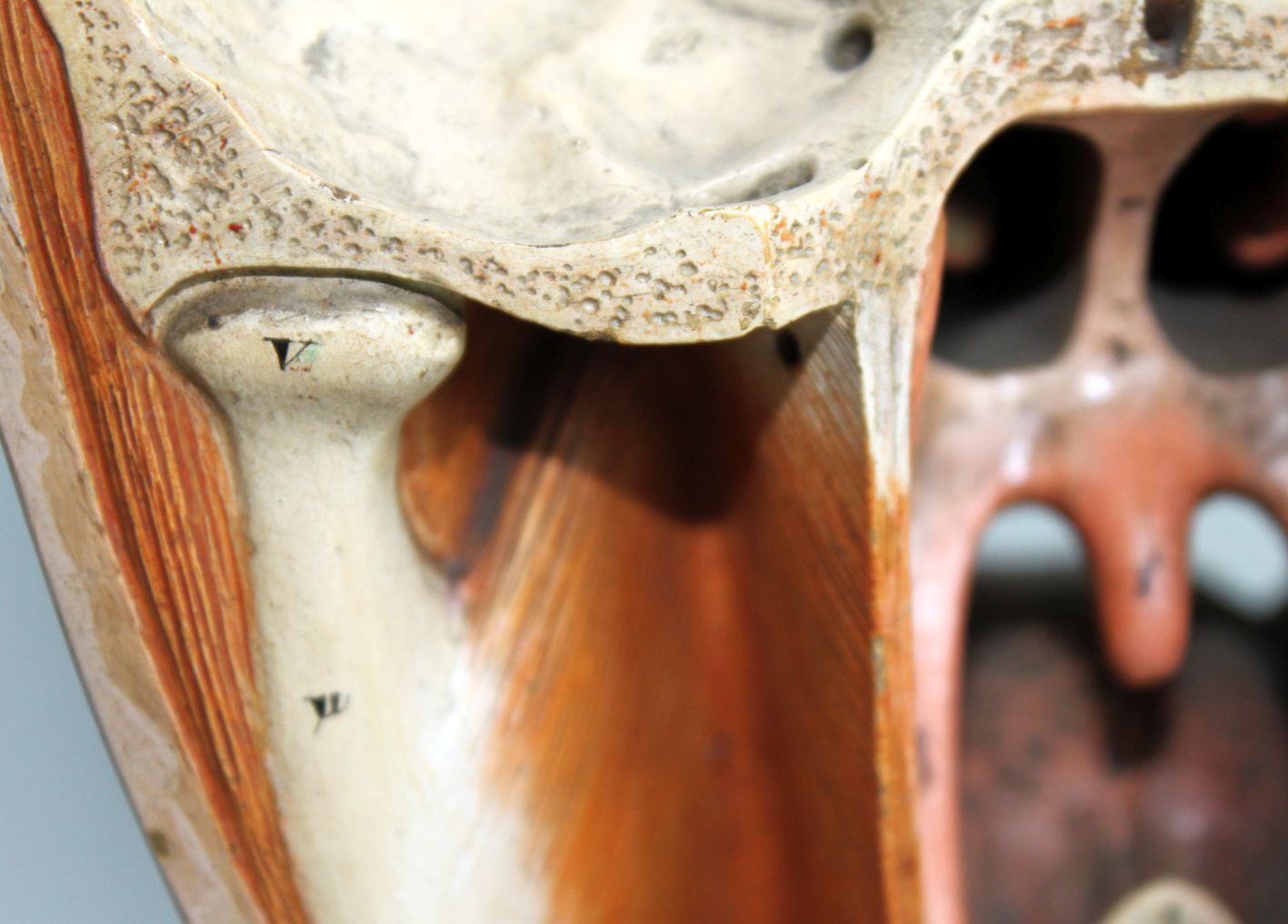 Anatomical model of human face, 30