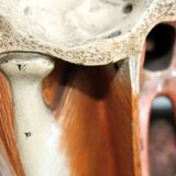 Anatomical model of human face, 30