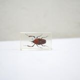 Vintage resin insect