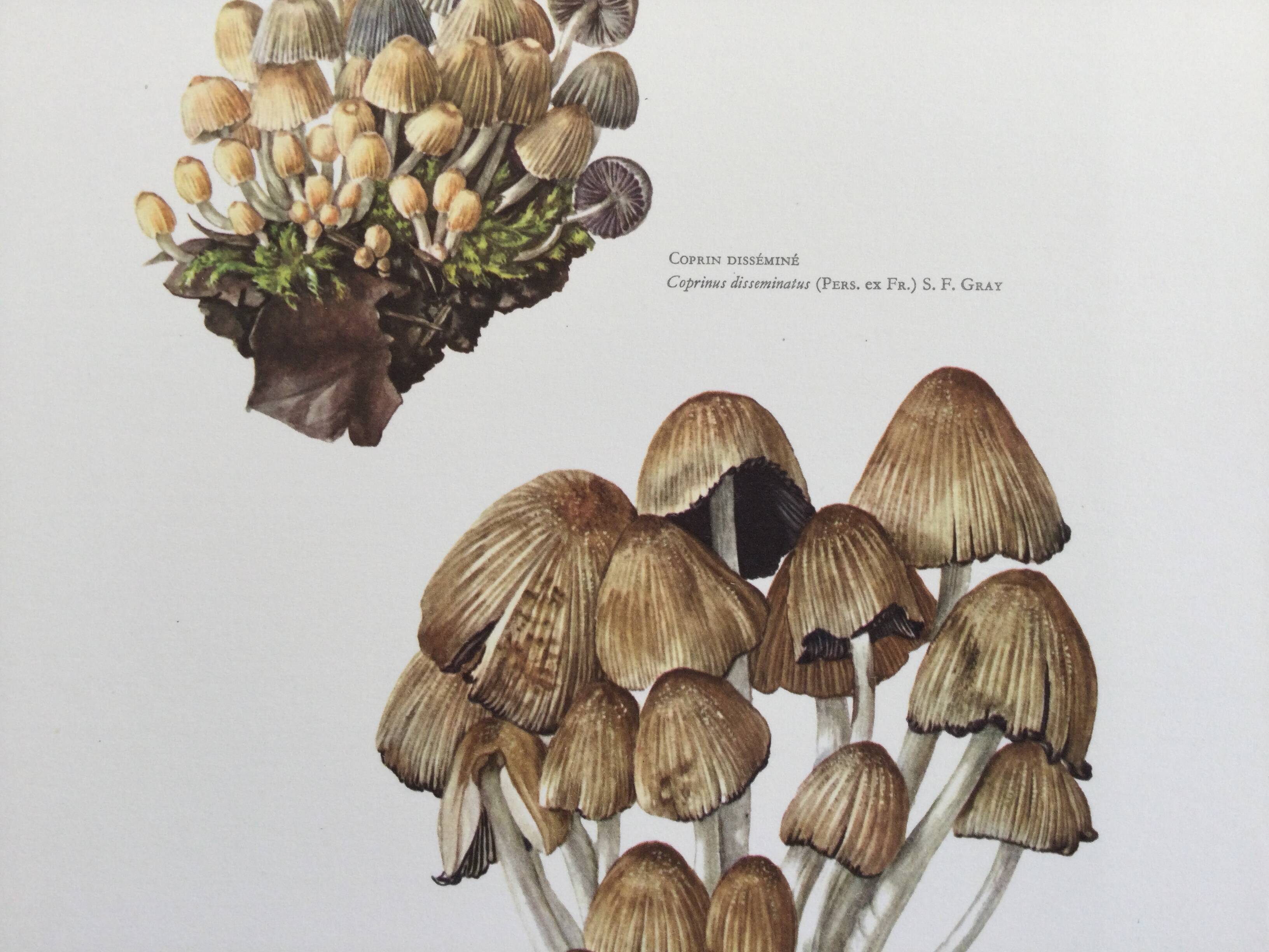 Botanical Illustration Mushrooms Coprinus Micaceus Vintage Print from the 60s