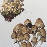 Botanical Illustration Mushrooms Coprinus Micaceus Vintage Print from the 60s