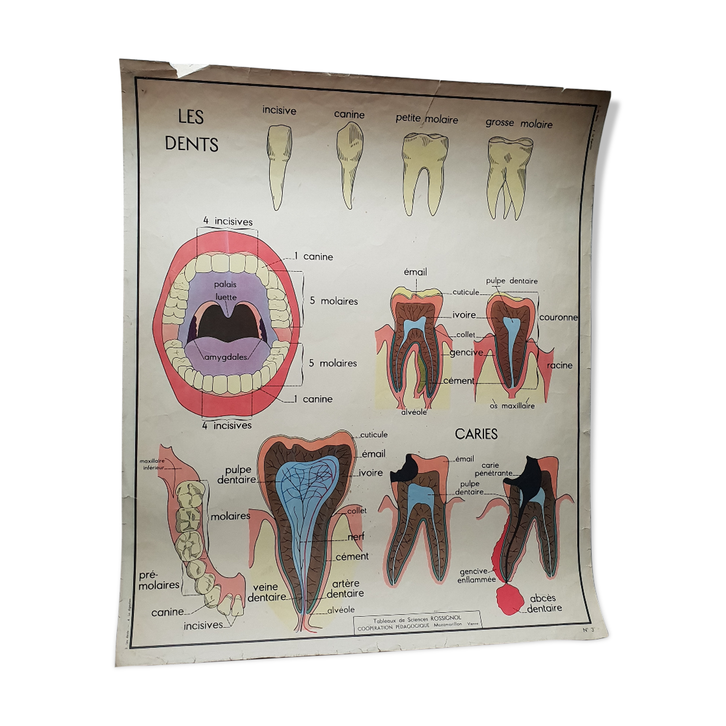 School poster Nightingale N ° 3 the teeth N ° 4 the Digestion