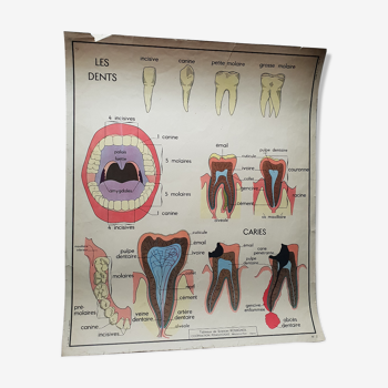 Affiche scolaire Rossignol N°3 Les dents  N°4  La Digestion