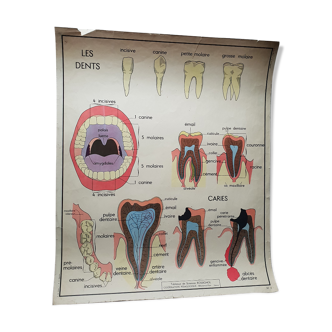 School poster Nightingale N ° 3 the teeth N ° 4 the Digestion