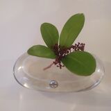 Vase Glasi Hergiswil