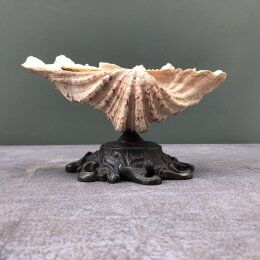 Empty pocket shell shell old