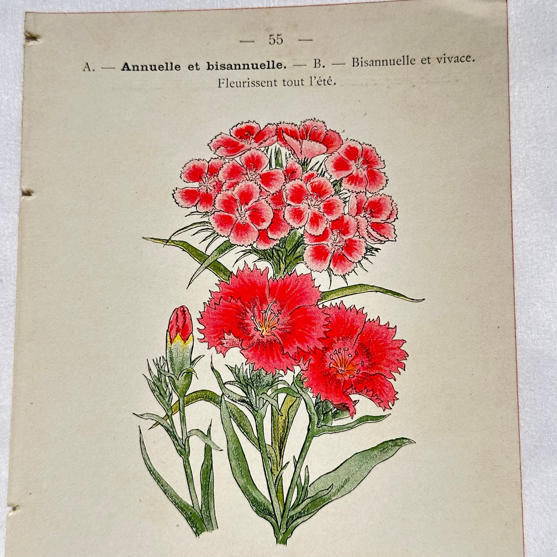Botanical engraving naturalist work 1800 scientific publication