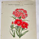 Botanical engraving naturalist work 1800 scientific publication