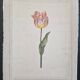 La Roche Laffitte (Born in 1943) - Watercolour drawing on silk - Tulip