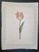 La Roche Laffitte (Born in 1943) - Watercolour drawing on silk - Tulip