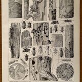 Lithograph on trees from 1928 (poplar)