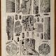 Lithographie sur les arbres de 1928 (peuplier)