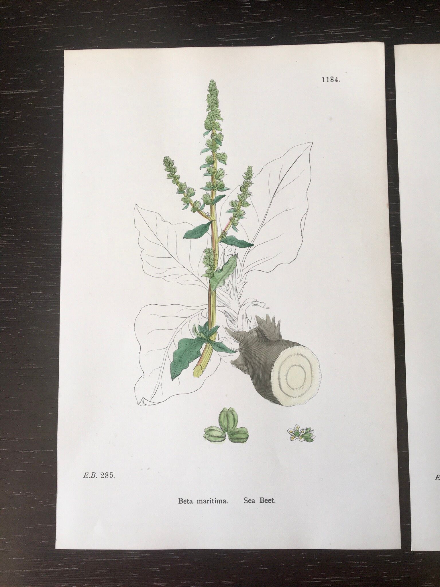 Botanical boards 1920