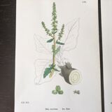 Botanical boards 1920