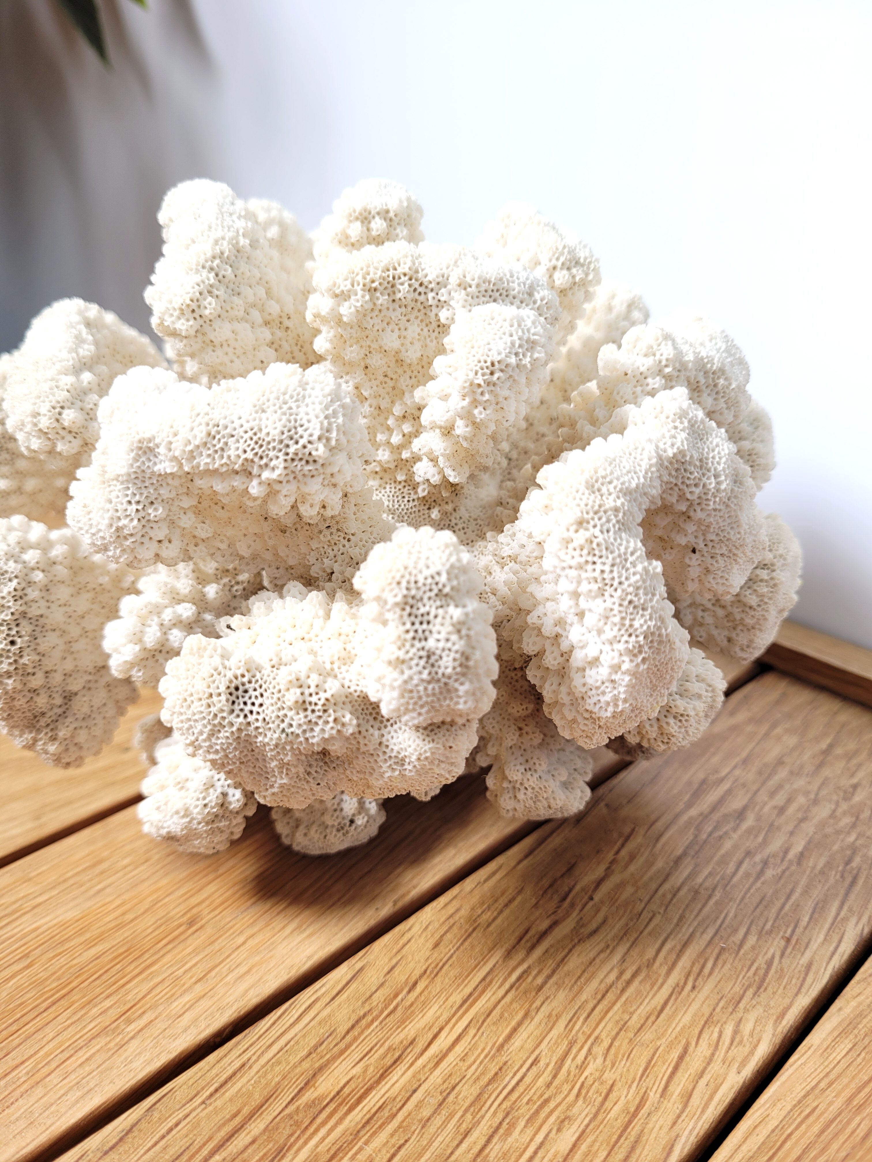 Large white coral cauliflower 18x15cm
