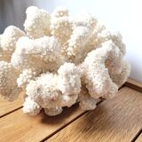 Large white coral cauliflower 18x15cm