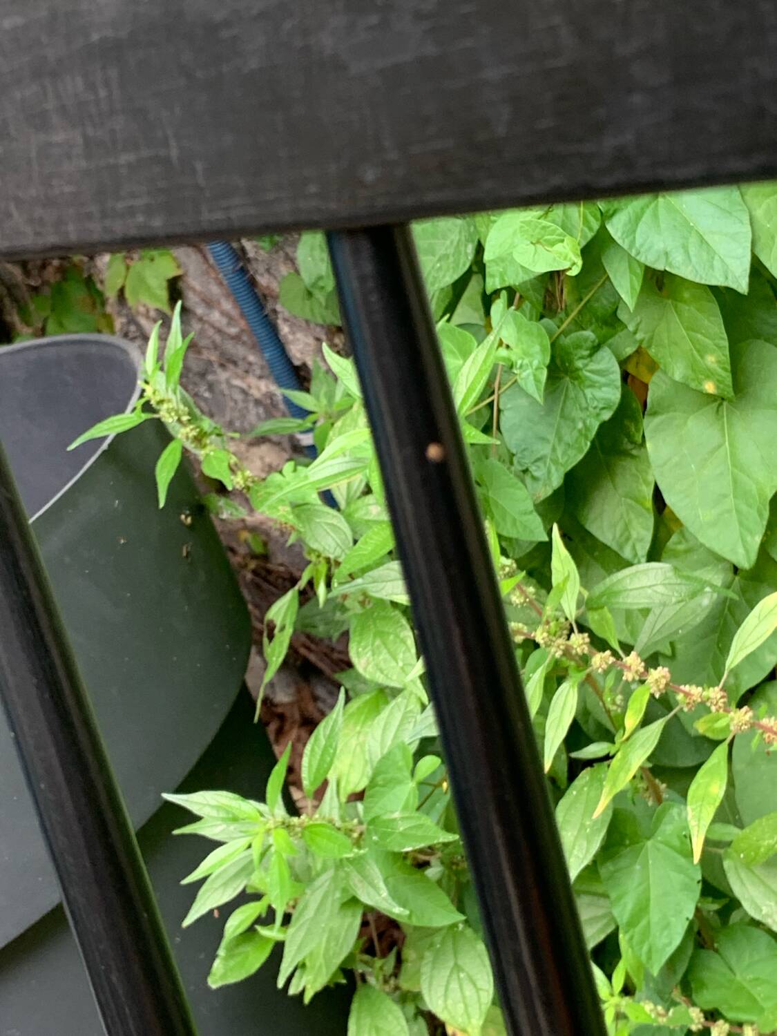 Pair of Scandinavian chairs 1950