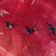 Antique 1920s Chinese Art Deco rug, Birds & Bamboo, 88cm x 184cm