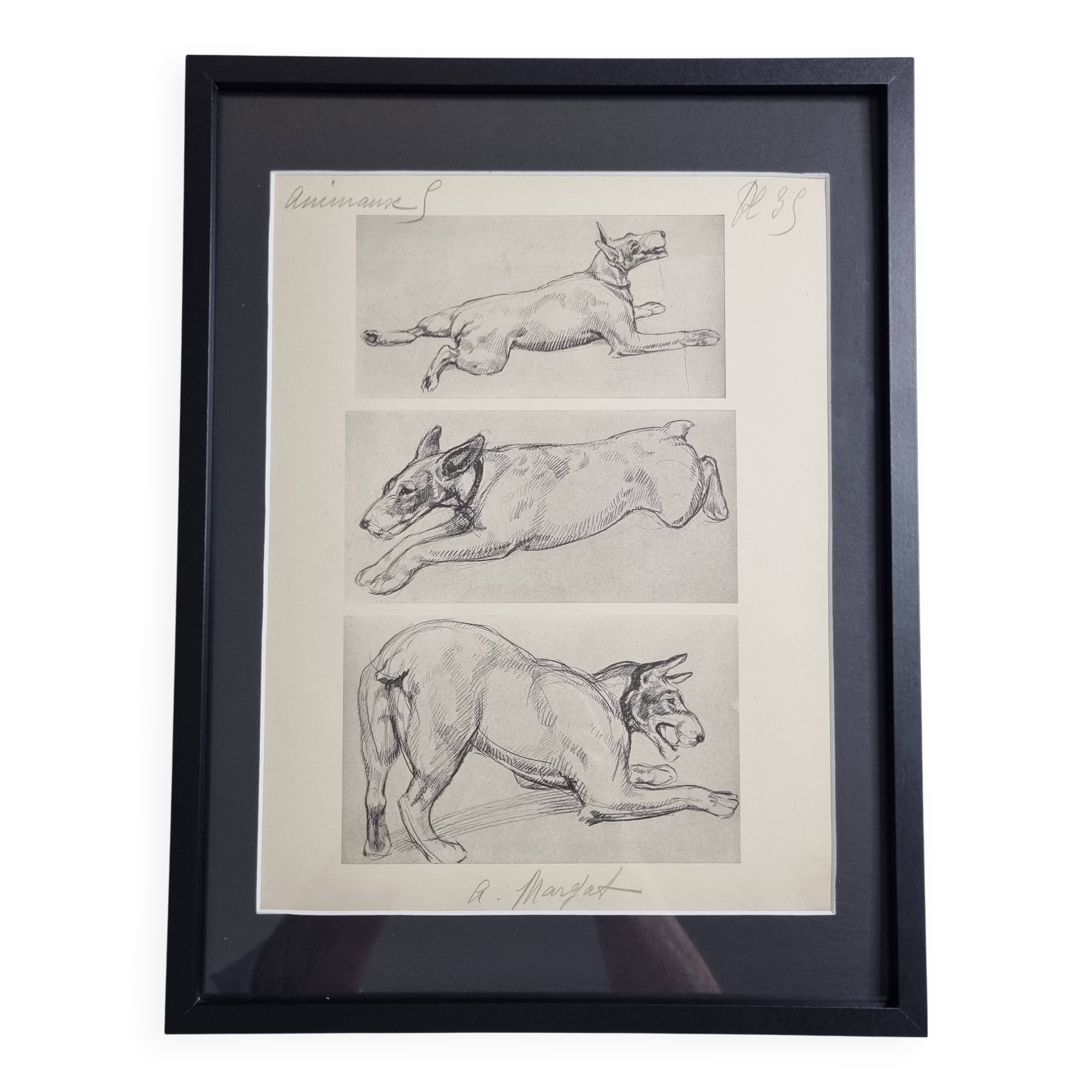 Illustrated plate, Studies of Terrier dogs, signed André Margat, 1930