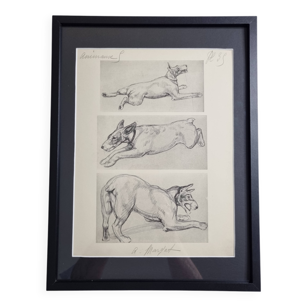 Planche illustrée, Études de chien Terrier, signée André Margat, 1930