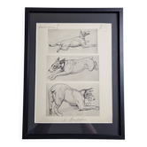 Illustrated plate, Studies of Terrier dogs, signed André Margat, 1930