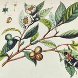Gravure ancienne de 1838 -Crabe et thé- Planche coloriée à la main zoologique et botanique. Original