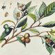 Old engraving from 1838 -Crab and tea- Zoological and botanical hand-colored plate. Original