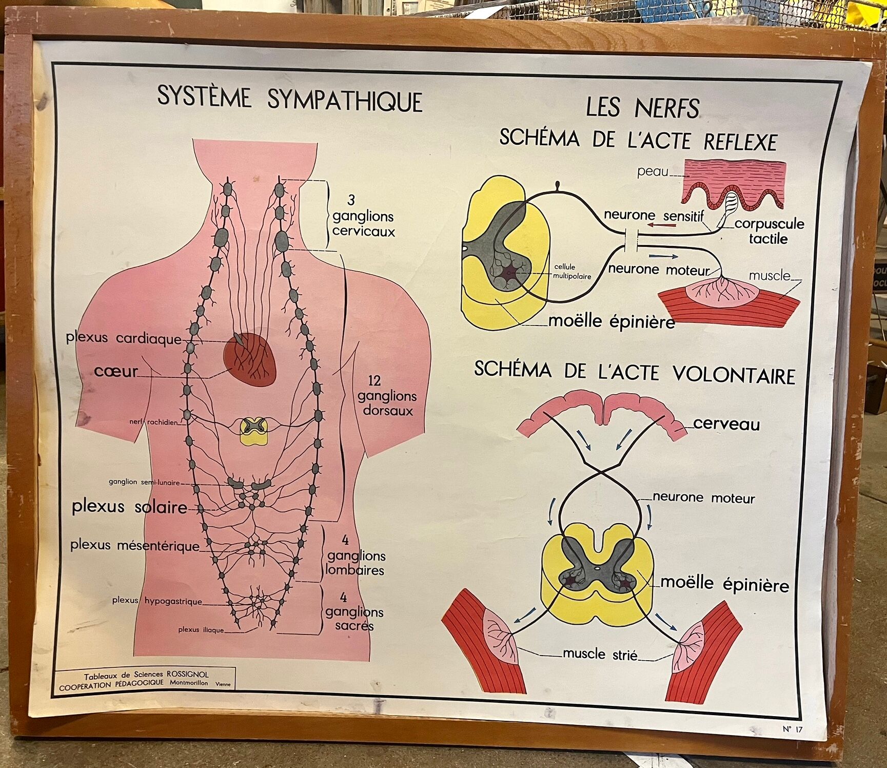 Human Body Poster - Skin, Touch and the Sympathetic System - Rossignol