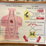 Human Body Poster - Skin, Touch and the Sympathetic System - Rossignol