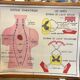 Human Body Poster - Skin, Touch and the Sympathetic System - Rossignol